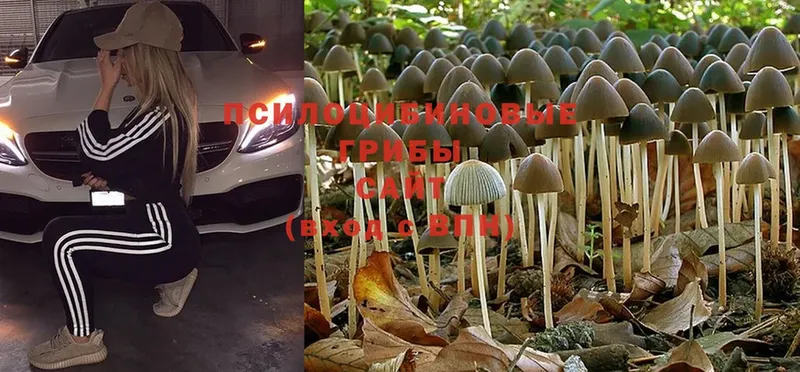 Псилоцибиновые грибы MAGIC MUSHROOMS  как найти наркотики  Заводоуковск 